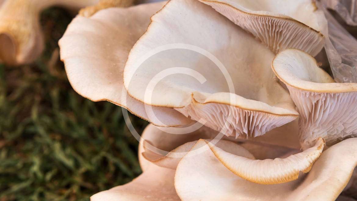 Adatti ad una dieta ipocalorica