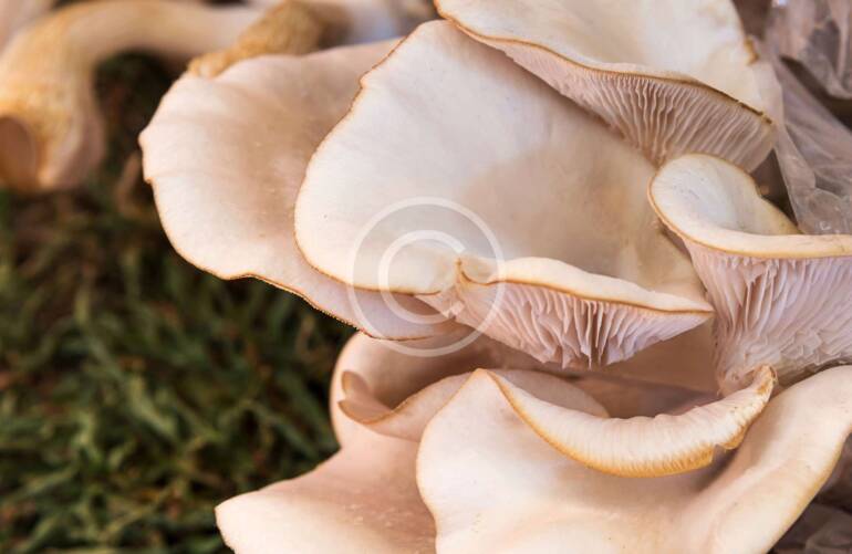 Adatti ad una dieta ipocalorica